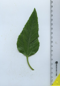 leaftop