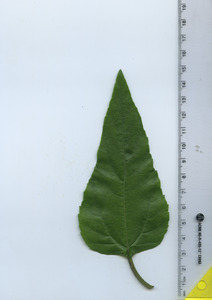 leaftop