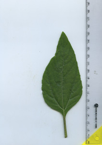 leaftop