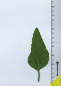 leaftop