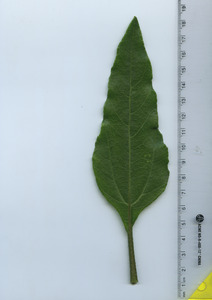 leaftop