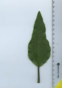 leaftop
