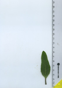 leaftop