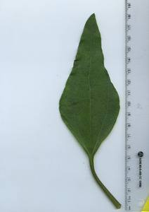 leaftop