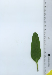 leaftop