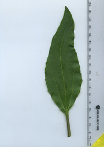 leaftop