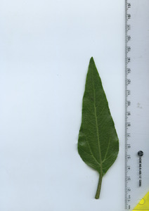 leaftop