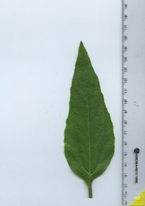 leaftop