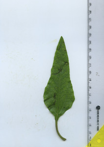 leaftop