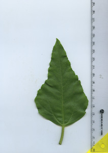 leaftop