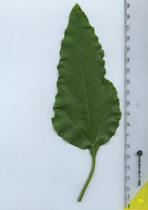 leaftop