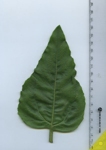 leaftop
