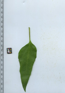 leaftop