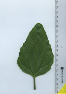 leaftop