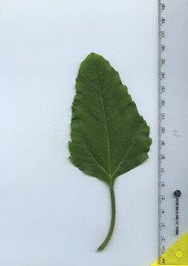 leaftop