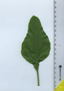 leaftop
