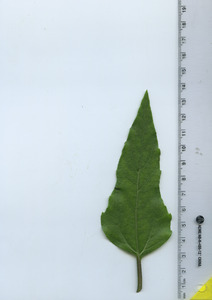 leaftop