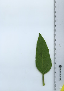 leaftop