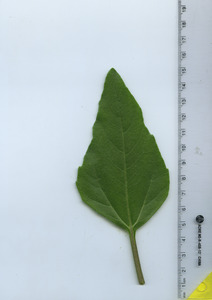 leaftop