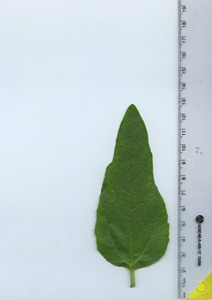 leaftop