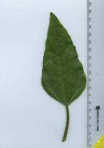leaftop