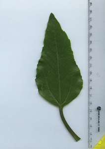 leaftop