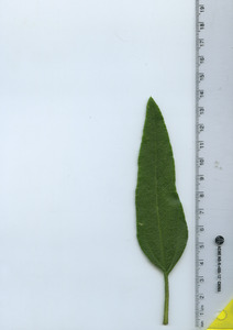 leaftop