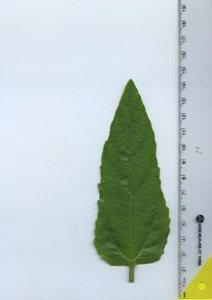 leaftop