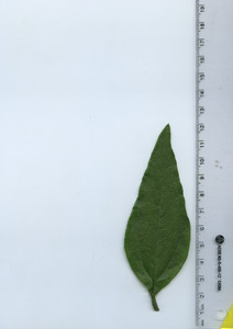 leaftop