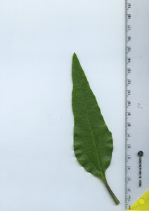 leaftop