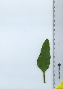 leaftop
