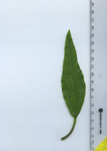 leaftop