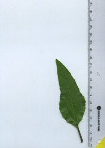 leaftop