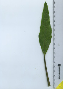 leaftop
