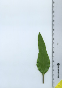 leaftop
