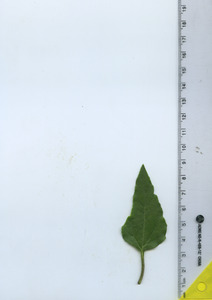 leaftop