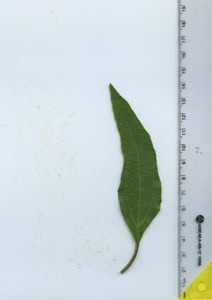 leaftop