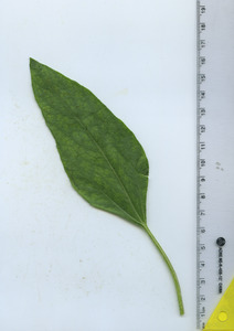 leaftop