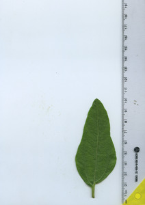 leaftop