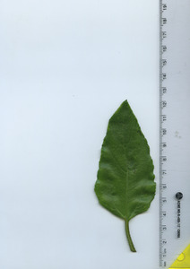 leaftop