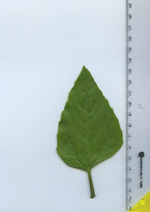 leaftop