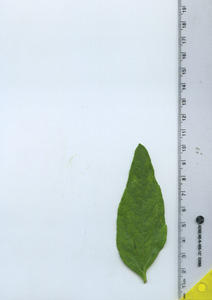 leaftop