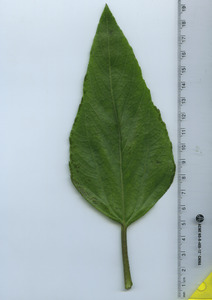 leaftop