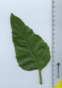 leaftop