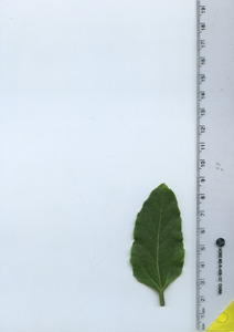 leaftop