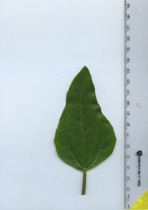 leaftop