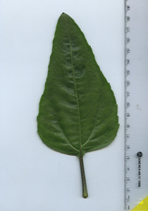 leaftop