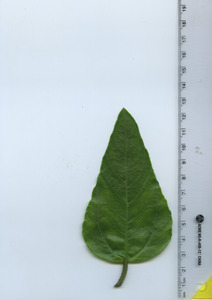leaftop