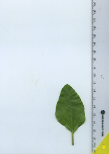 leaftop
