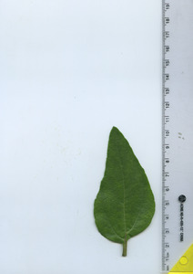 leaftop
